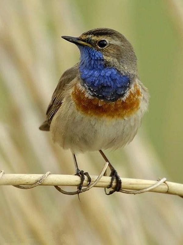 Image result for slavÃ­k obrÃ¡zky